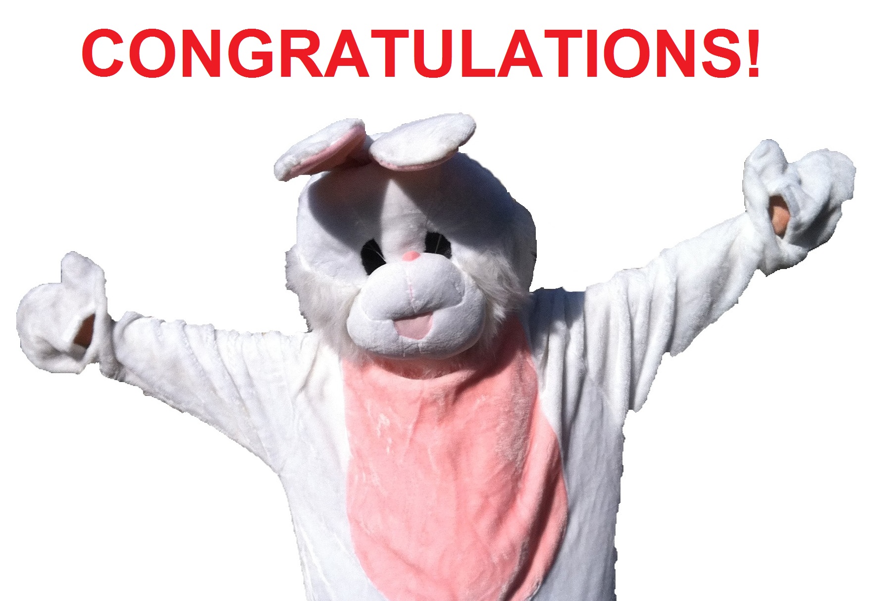 congratulations rabbit2